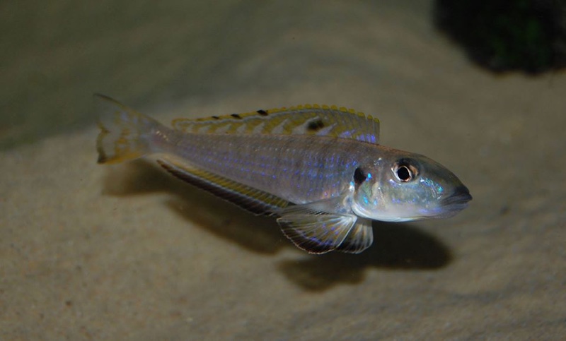 Enantiopus melanogenys 'Karema'